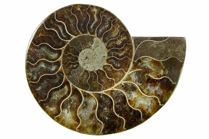 Cut & Polished Ammonite Fossil (Half) - Madagascar #379249
